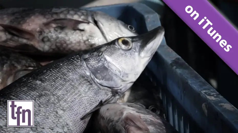 Video for the film Fish — Official Trailer