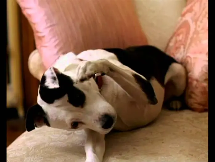 Video for the film Heavy Petting — Lui, Lei e Babydog trailer ita