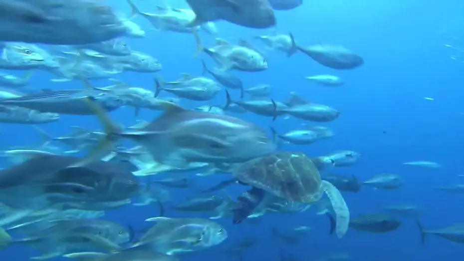 Video for the film OceanWorld 3D — Voyage sous les Mers 3D - Bande Annonce VF