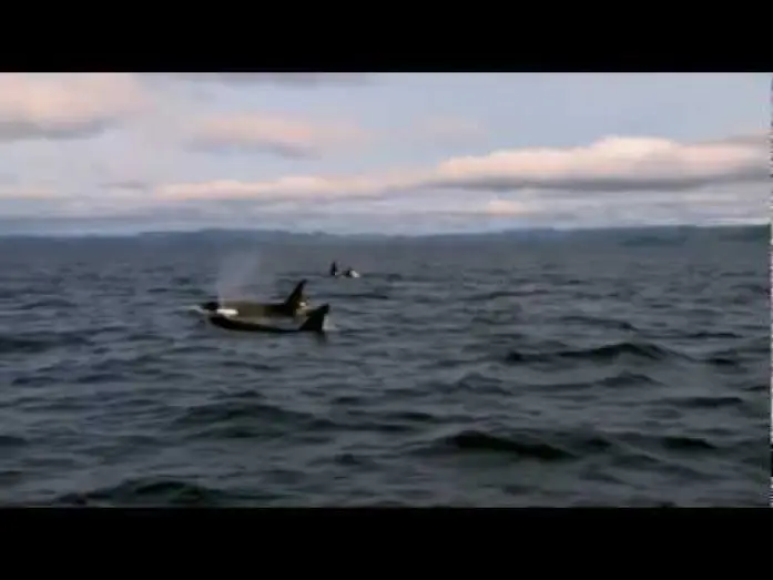 Video for the film Free Willy: Escape from Pirate's Cove — Sauvez Willy 4
