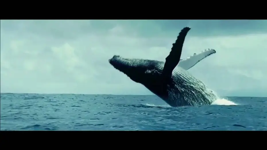 Video for the film Oceans — unsere ozeane trailer HD