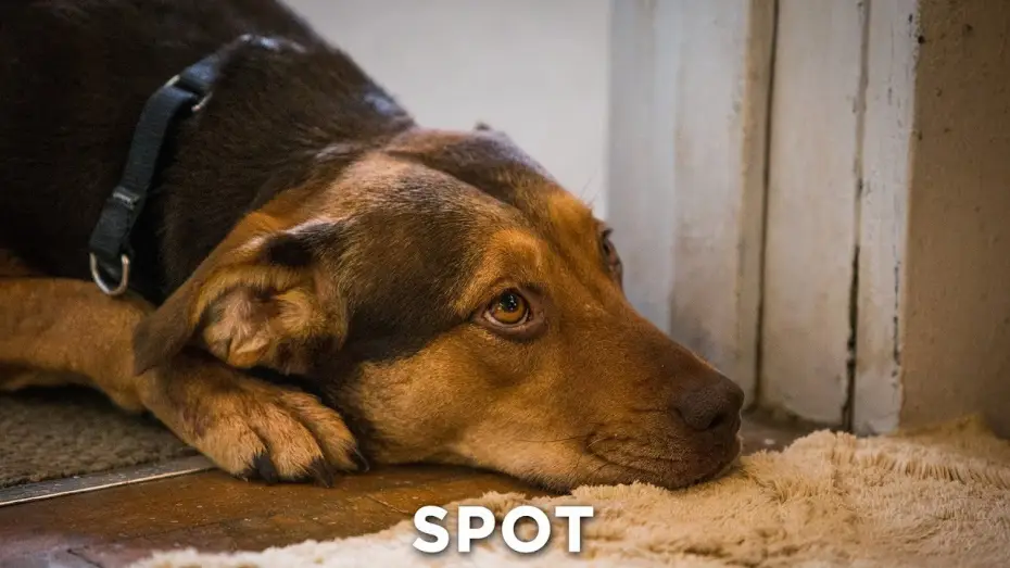 Video for the film A Dog's Way Home — DIE UNGLAUBLICHEN ABENTEUER VON BELLA - Bonds Revised 30" - Ab 24.1.19 im Kino!