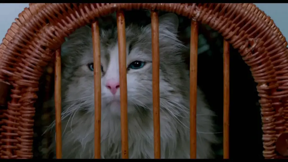 Video for the film Nine Lives — MA VIE DE CHAT - Extrait "Dans la peau d'un chat" VF [Kevin Spacey, Christopher Walken]