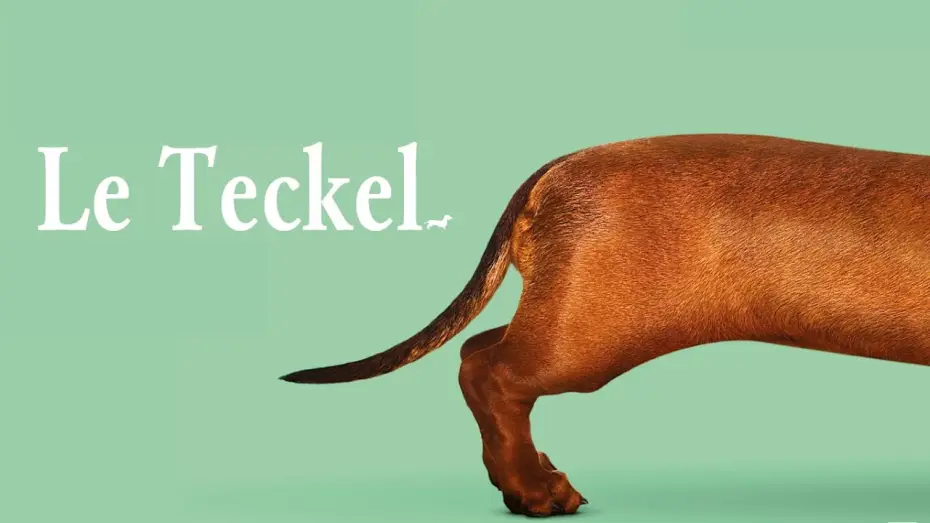 Video for the film Wiener-Dog — Le Teckel - BANDE ANNONCE VOST