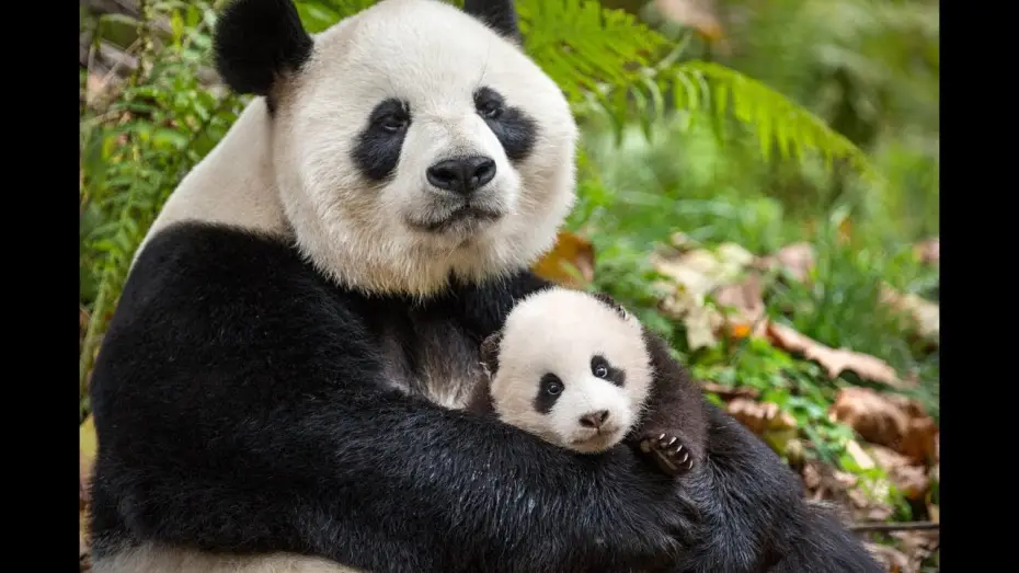 Video for the film Born in China — Nés en Chine - Bande-annonce VF (Disneynature)