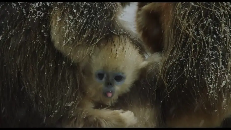 Video for the film Born in China — Disneynature's Born in China Official US Trailer