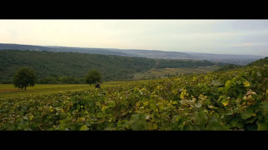 Video for the film First Growth — PREMIERS CRUS - Bande Annonce VF