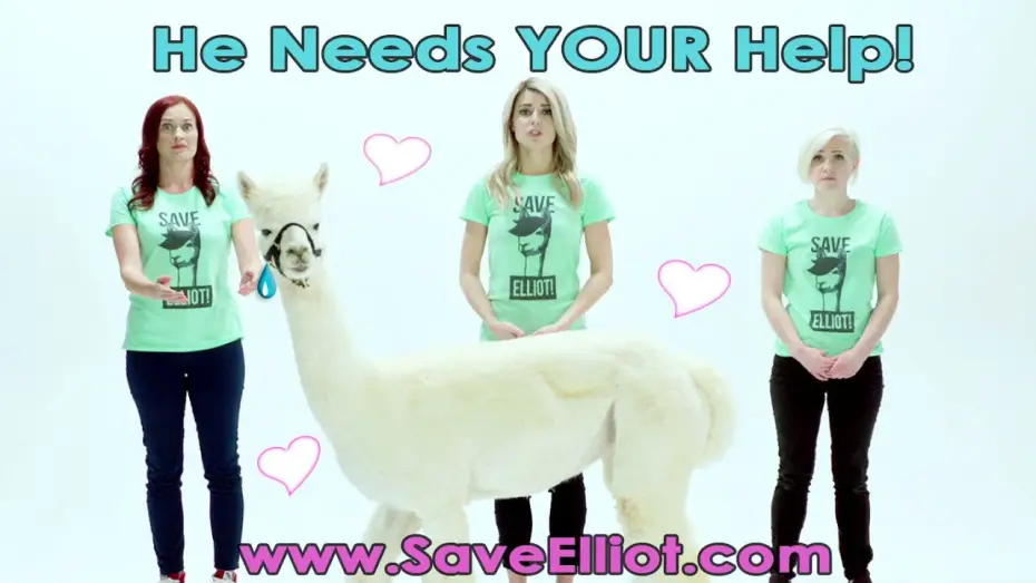 Video for the film Dirty 30 — HELP OUR ALPACA FRIENDS! #Dirty30Movie