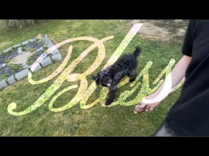 Video for the film Bless — Ce chien acteur va vous briser le cœur… | BLESS (Short Film)