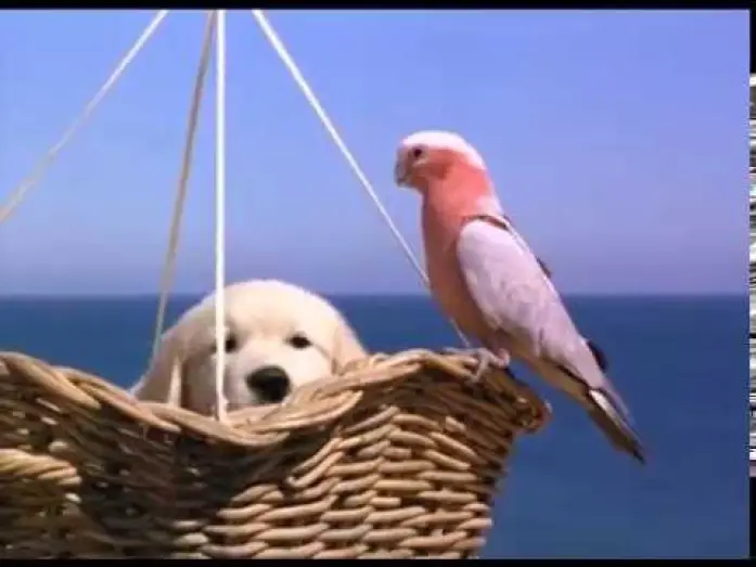 Video for the film Napoleon — Napoleon - Excerpt (1995)