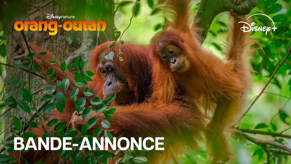 Video for the film Orangutan — Orang-outan - Bande-annonce officielle (VOST) | Disney+