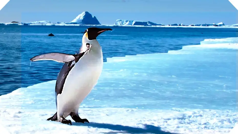 Video for the film March of the Penguins 2: The Next Step — L'Empereur - Bande-annonce (Documentaire - 2017)