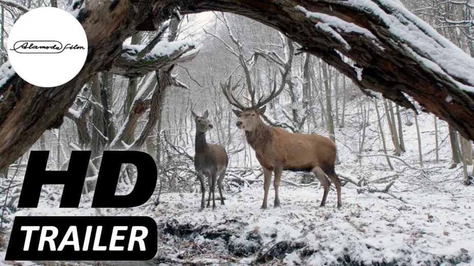 Video for the film On Body and Soul — KÖRPER UND SEELE I Trailer deutsch HD I Jetzt im Kino