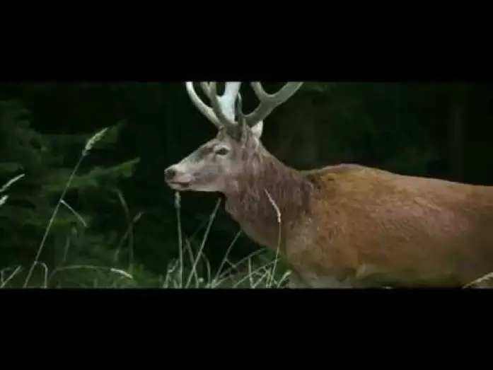 Video for the film On Body and Soul — On Body And Soul - Excerpt #1