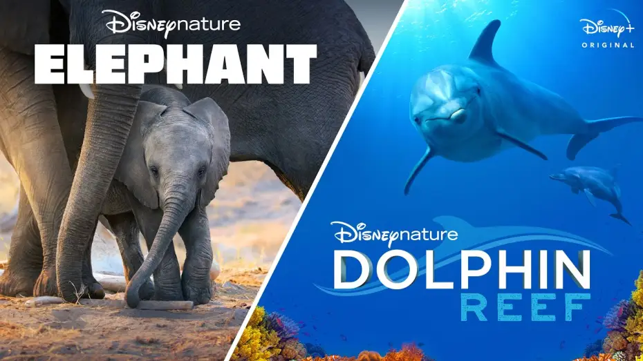 Video for the film Dolphin Reef — Official Trailer