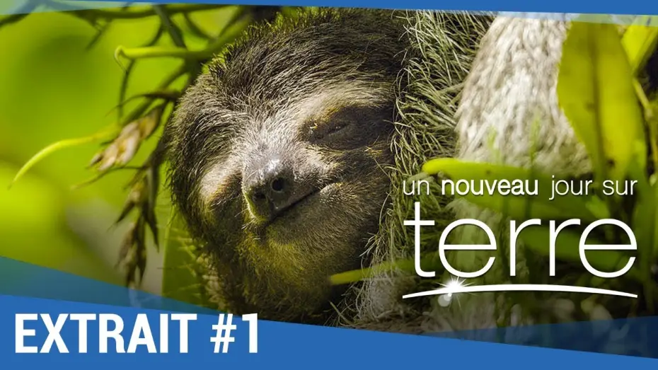 Video for the film Earth: One Amazing Day — UN NOUVEAU JOUR SUR TERRE - Extrait "Paresseux" VF