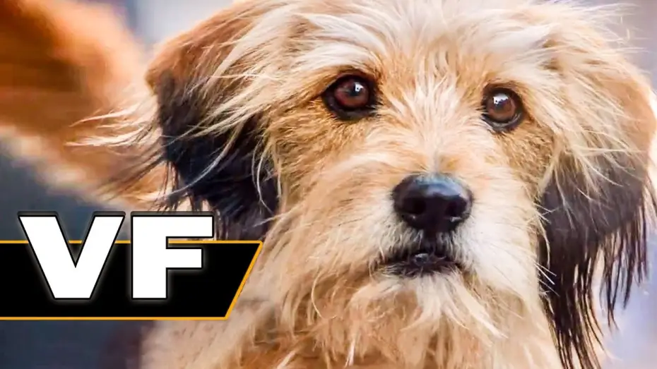 Video for the film Benji — BENJI Bande Annonce VF (Famille, Netflix, 2018)