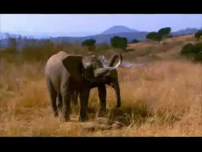Video for the film Whispers: An Elephant's Tale — Elephant Tales Trailer