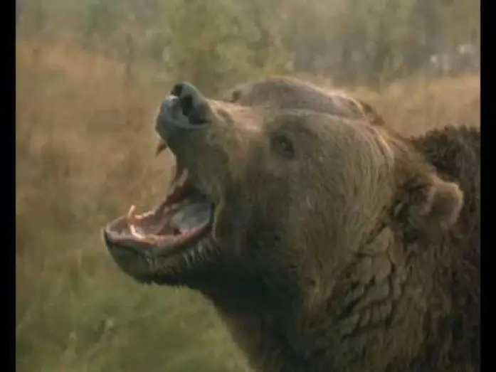 Video for the film Grizzly Falls — Grizzly Falls Trailer