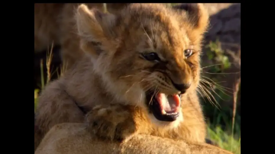 Video for the film African Cats — IM REICH DER RAUBKATZEN | Trailer deutsch german [HD]