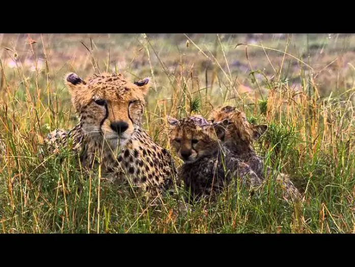 Video for the film African Cats — African Cats Official Trailer