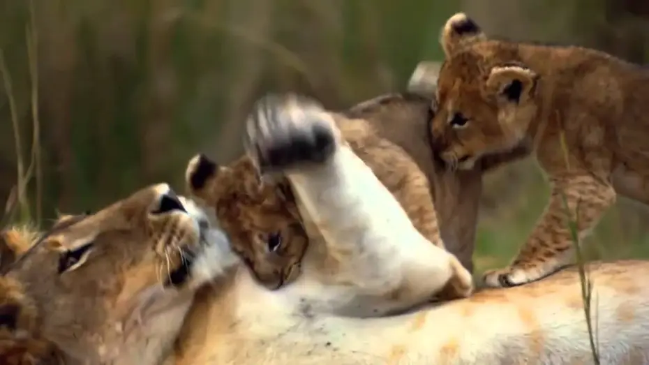Video for the film African Cats — Felinos de Africa - Trailer Español Latino - HD