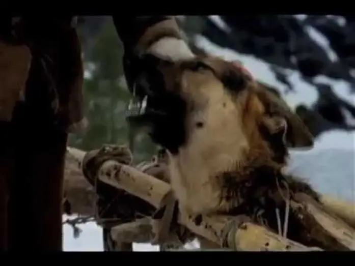 Video for the film White Fang — White Fang Trailer