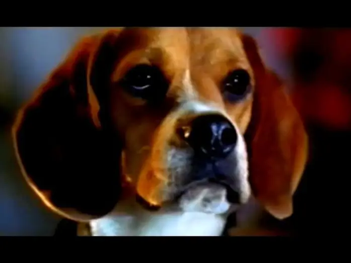 Video for the film Cats & Dogs — Cats & Dogs - Wie Hund und Katz' - Trailer (2001)
