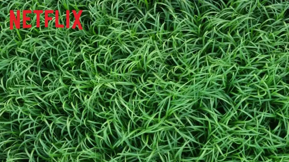 Video for the film In the Tall Grass — Bande Annonce VOST
