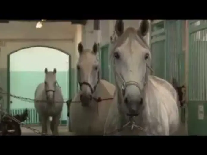 Video for the film Two Sides of One Horse — Две стороны одной лошади | Трейлер | Артдокфест-2013 | Среда
