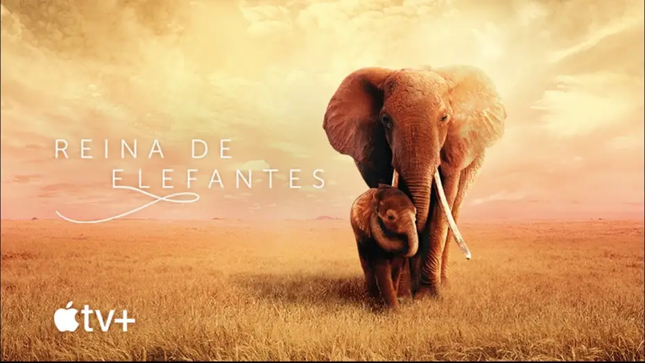 Video for the film The Elephant Queen — Tráiler oficial