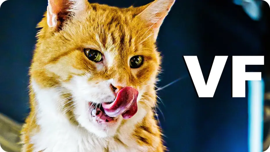 Video for the film The House Elf — MON CHAT L'ELFE MALICIEUX ET MOI Bande Annonce VF (2020)
