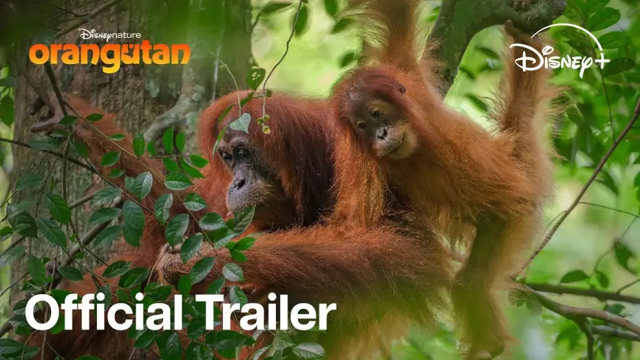 Video for the film Orangutan — Stream On Disney+ April 22