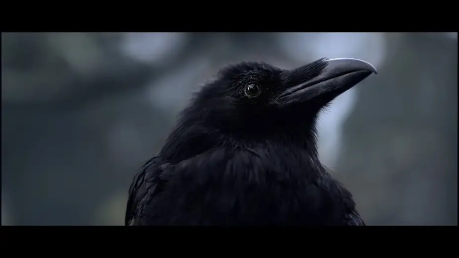 Video for the film Black Raven — Офіційний тізер
