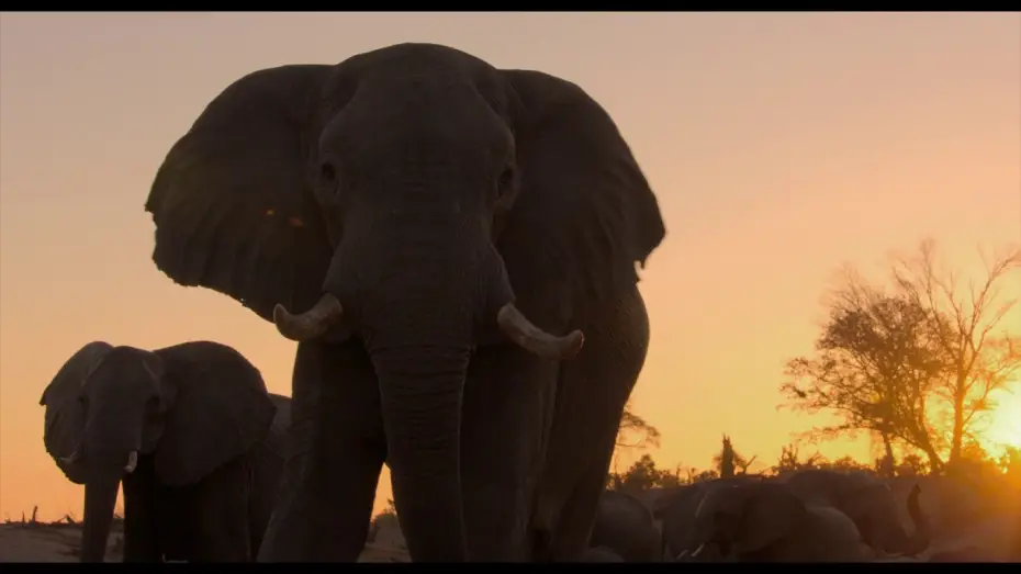 Video for the film Elephant — Éléphants - Bande Annonce [VF]
