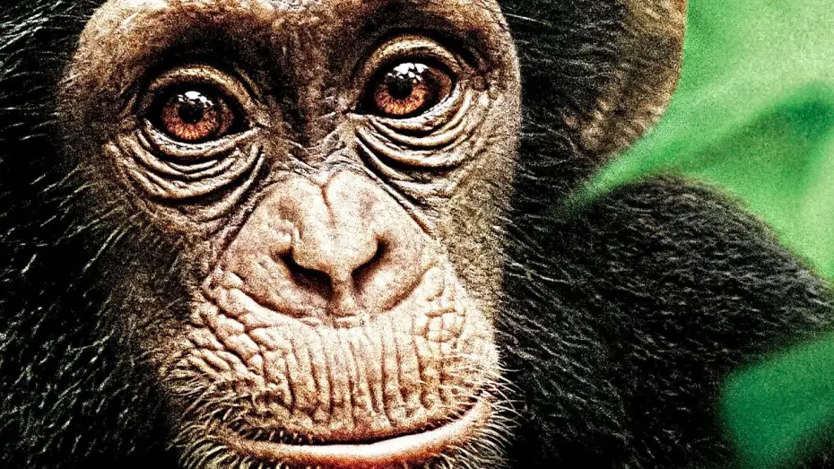 Video for the film Chimpanzee — Schimpansen Offizieller Trailer 2 German Deutsch HD 2013