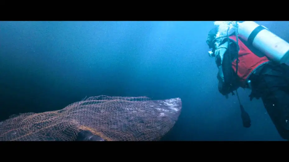 Video for the film Big Miracle — Der Ruf der Wale (dt.) - Trailer