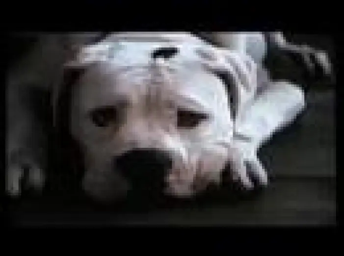 Video for the film Homeward Bound: The Incredible Journey — Homeward Bound: The Incredible Journey (1993) Trailer