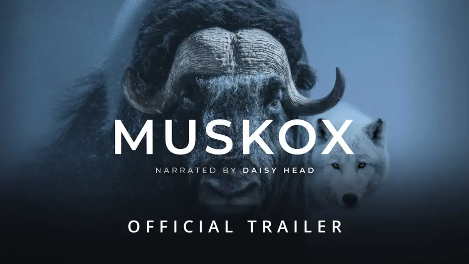 Video for the film Muskox — MUSKOX | Official Trailer - Stay Wild Studio