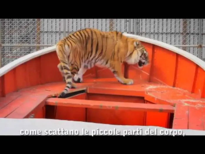 Video for the film Life of Pi — Vita di Pi -  Featurette Creating Richard Parker Dal 20 Dicembre al cinema