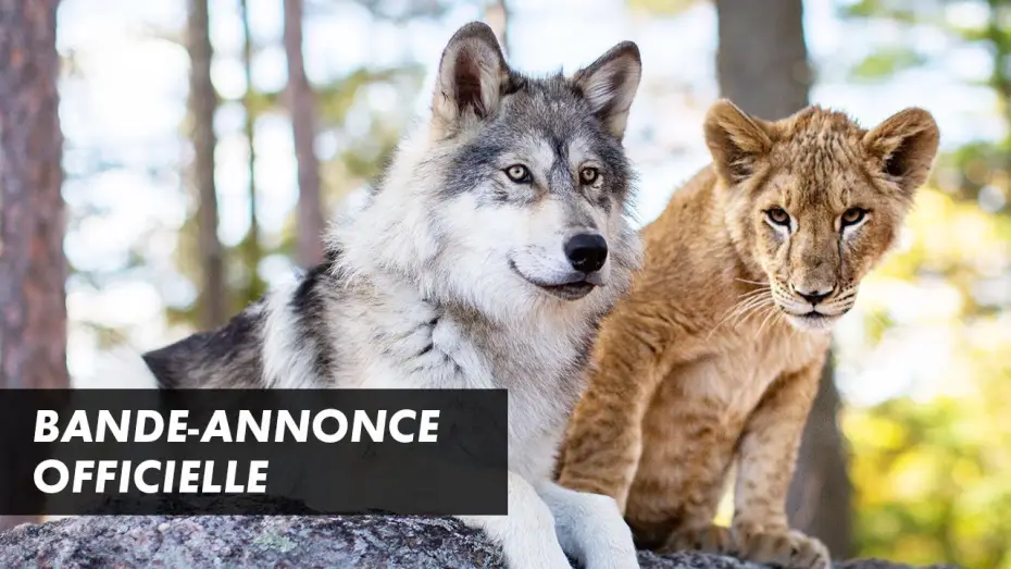 Video for the film The Wolf and the Lion — LE LOUP ET LE LION – Bande-annonce officielle (2021)