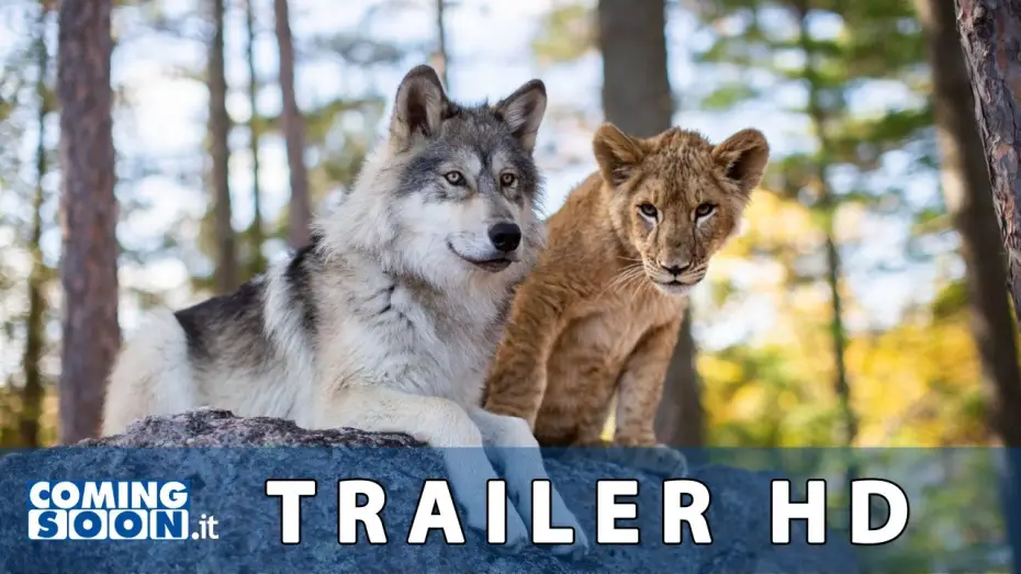 Video for the film The Wolf and the Lion — Il Lupo e il Leone (2022): Trailer ITA del Film di Gilles de Maistre - HD