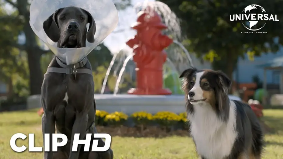 Video for the film Strays — Clip - Bug y Reggie en el parque