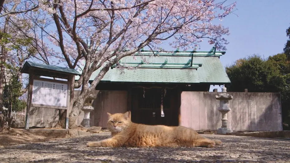 Video for the film The Cats of Gokogu Shrine — Trailer [Subtitled]