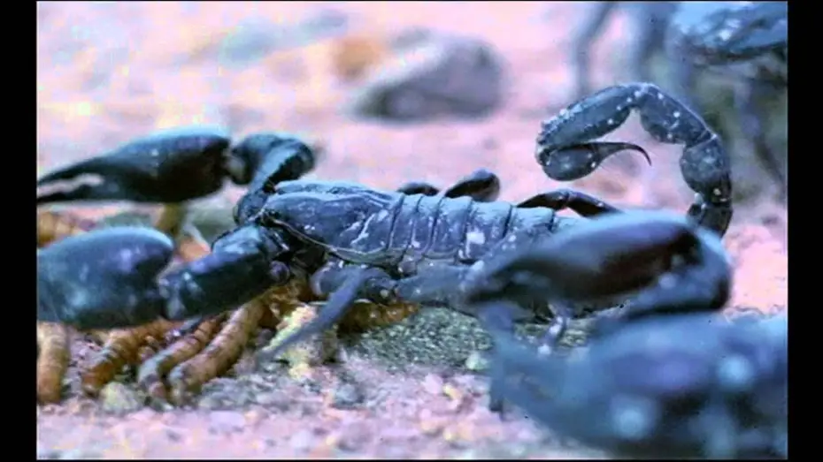 Video for the film Phenomena — Phenomena trailer ita