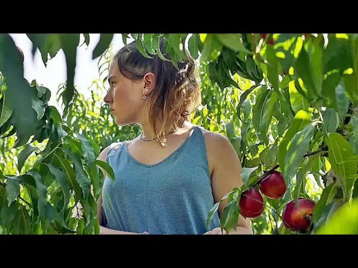 Video for the film Alcarràs — ALCARRÀS - DIE LETZTE ERNTE | Trailer deutsch german [HD]