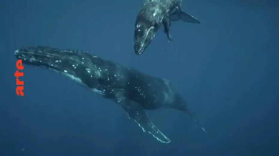 Video for the film Antarctica: The Frozen Time — Les metamorphoses du continent blanc ARTE