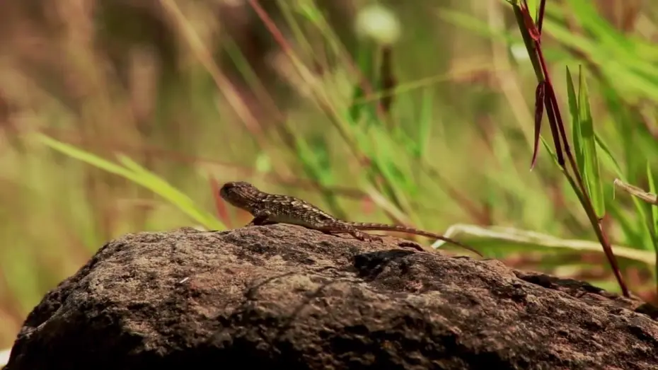 Video for the film Guachimontones, los límites del hombre y la naturaleza. — Guachimontones. Los límites del hombre y la naturaleza: Tráiler #2