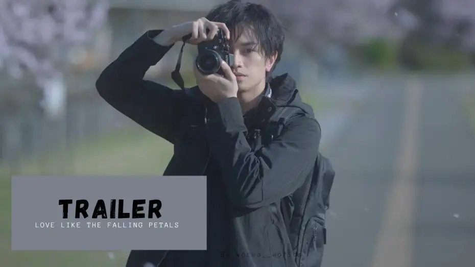 Video for the film Love Like the Falling Petals — [VOSTFR] | Love Like the Falling Petals - TRAILER | Japonais Drama| Nakajima Kento, Matsumoto Honoka