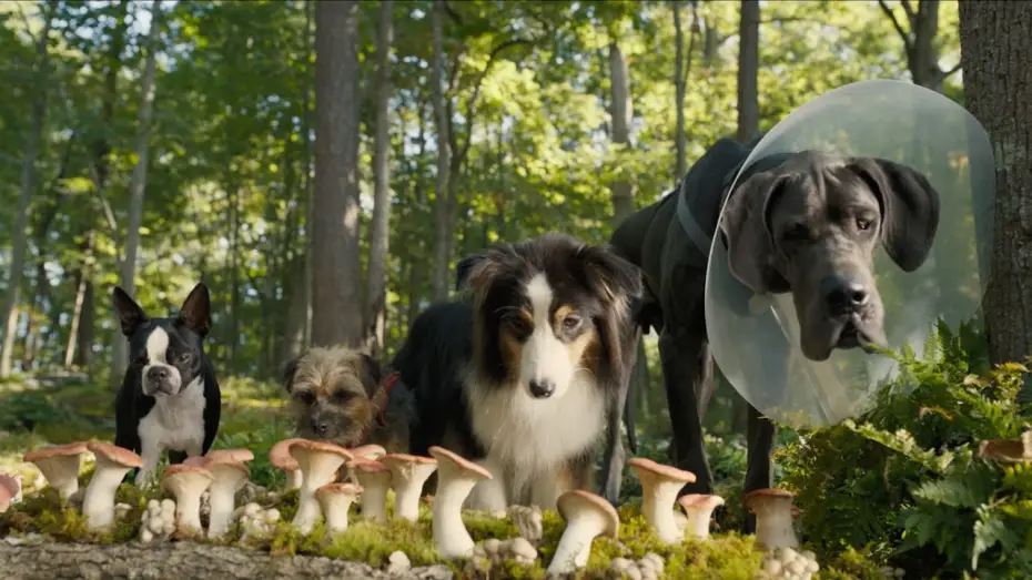 Video for the film Strays — Doggy Style | Secondo Trailer Ufficiale